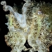 cuttlefish_reef_bo_mb_v_0068_png2173.jpg